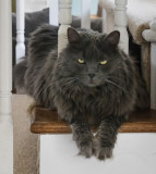 The Nephews Cat