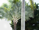 Palms