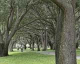 Bower Of Branches