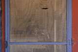 The Torn Screen