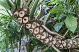 Strange Bark