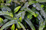 Ferns