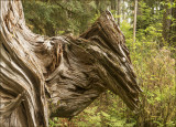 Wooden Horse