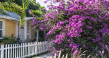 Bougainvillea Planting