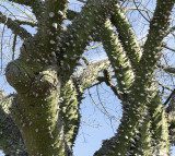 Silk Floss Tree Detail