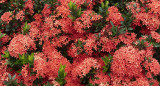 Flame Of The Woods, En Masse