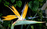 Bird Of Paridise