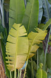 Palm Leaves