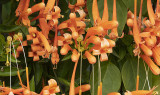 Orange Trumpetvine and Flamvine