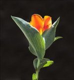 Canna Lily