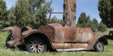 A Treed Passenger