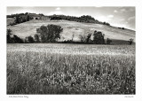 Wheat Field, Cita Della Pieve