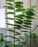  Growing In My Daylight Window