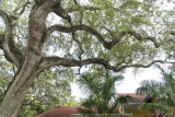 Live Oak Tree Limbs