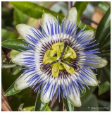 Passiflora Caerulea