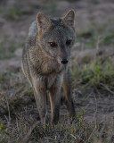 CRAB-EATING FOX