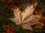 Leaves
