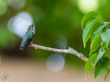 Rufous Hummingbird-female