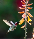 Annas Hummingbird-male