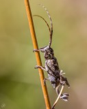Spotted Pine Sawter