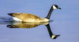 Canada Goose