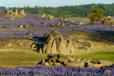 Beeks Bight / Folsom Lake