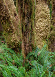 Hoh Rainforest