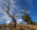 Ancient Bristlecone Pine Forest