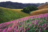 Mount Diablo