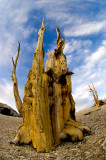 Ancient Bristlecone Pine Forest