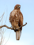 Red-Tailed Hawk