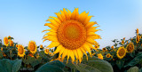 Sacramento Valley Sunflowers  2008