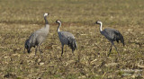 2354 Common Crane