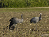 2396 Common Crane