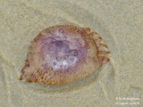452- Jellyfish