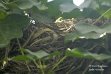 2497-Common Blackbird - nest-site