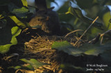2638-female at nest