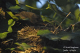 2641-female at nest