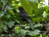 3335-male-at-nest