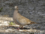 3676-EURASIAN COLLARED DOVE BELOW THE NEST-SITE
