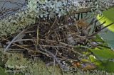 3717-EURASIAN COLLARED DOVE NEST