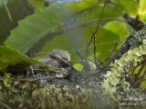 3968-CHICK AT NEST