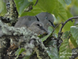 3983-EURASIAN COLLARED DOVE WITH CHICKS