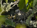 4030-CHICK AT NEST