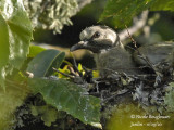 4042-CHICK AT NEST