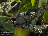 4043-CHICKS AT NEST