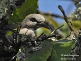 4119-CHICK AT NEST