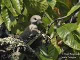 4134-CHICK AT NEST