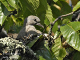 4144-CHICK AT NEST