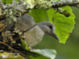 4253-CLOSE-UP CHICK